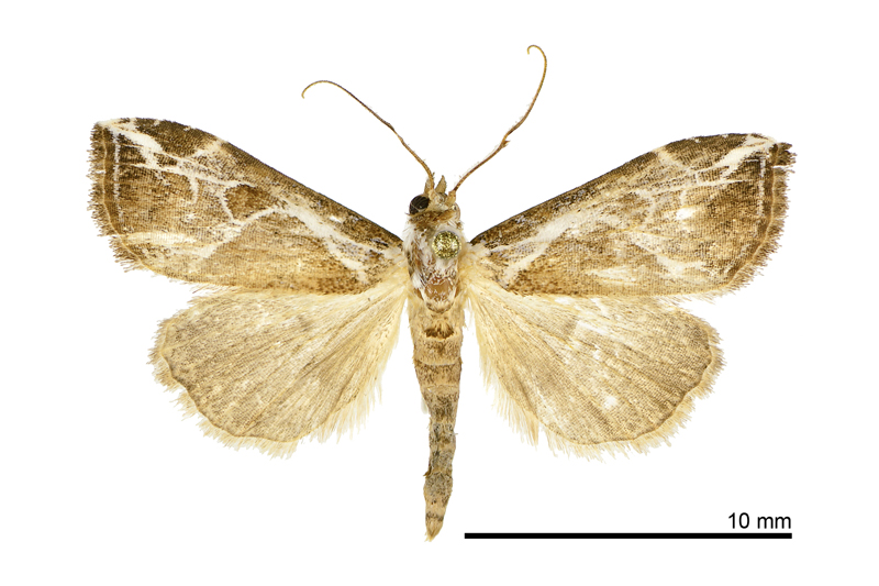 Chorsia albiscriptus Male